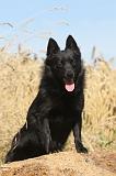 SCHIPPERKE 024